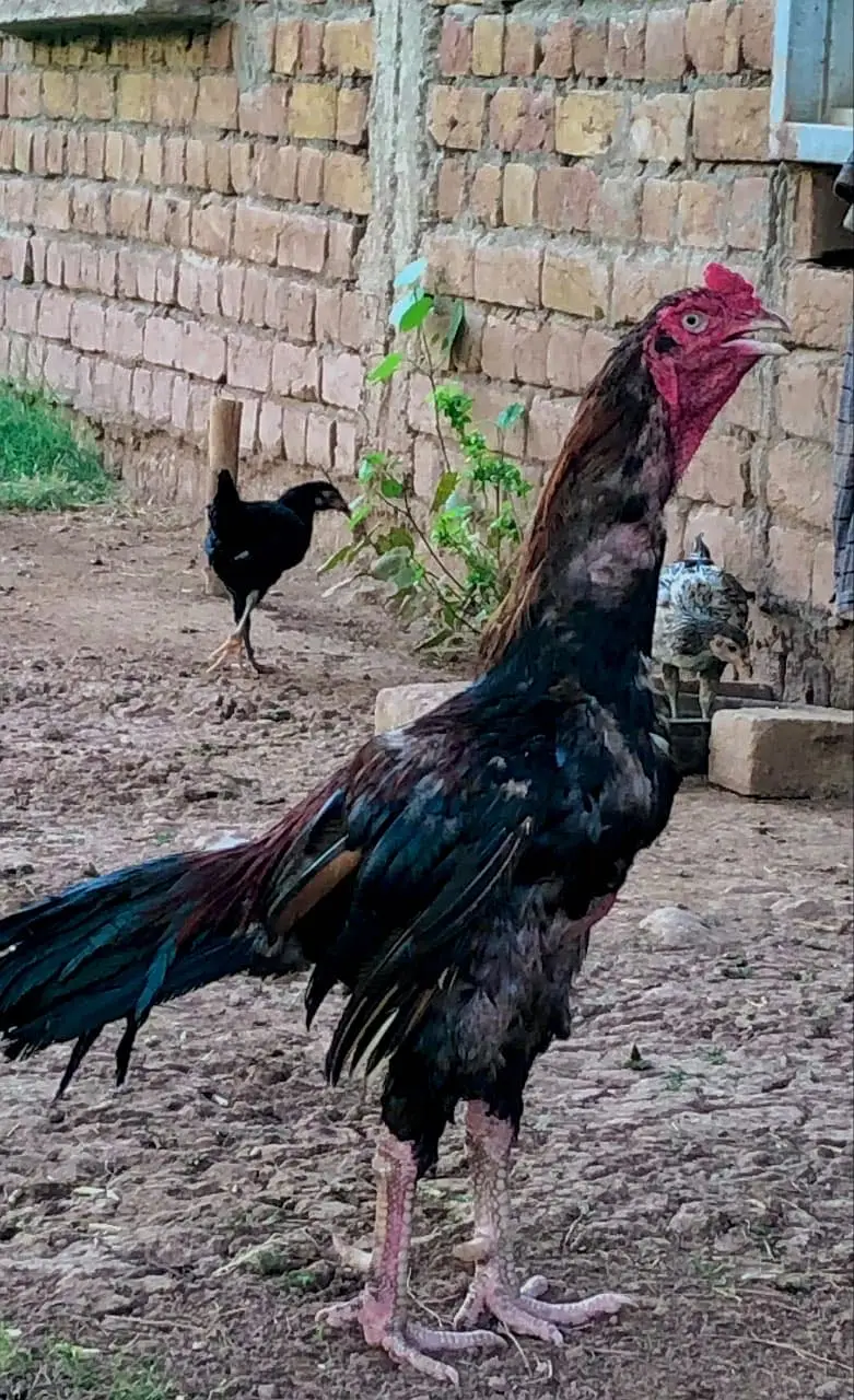 Hight quality lakha aseel murgha — photo 2