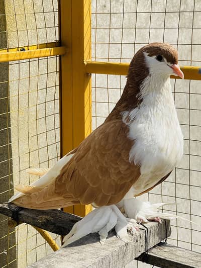 For sale 1000 wtsp pr rebta kry 0355 4556111