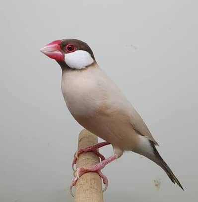 bagere hand tame available location Lahore pair fawn java pair av
