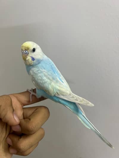 hand tame bajere available location Lahore pair fawn java pair av