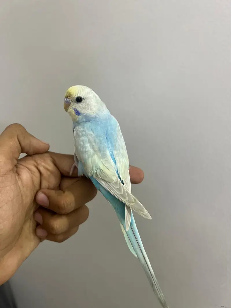 1700a and tame bajere available location Lahore pair fawn java pair av — photo 2
