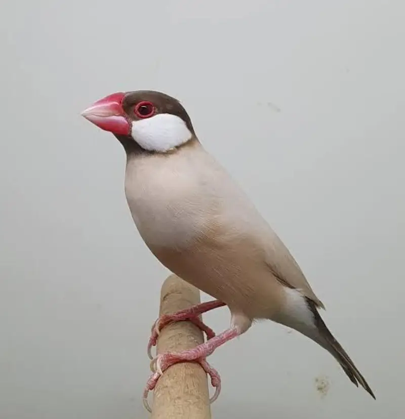 1700a and tame bajere available location Lahore pair fawn java pair av — photo 3