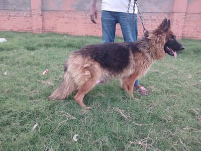 German shepher female long coat for sale