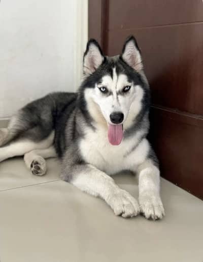 American bully for sale