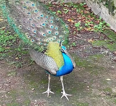 Indian Blue Peacock For Sale