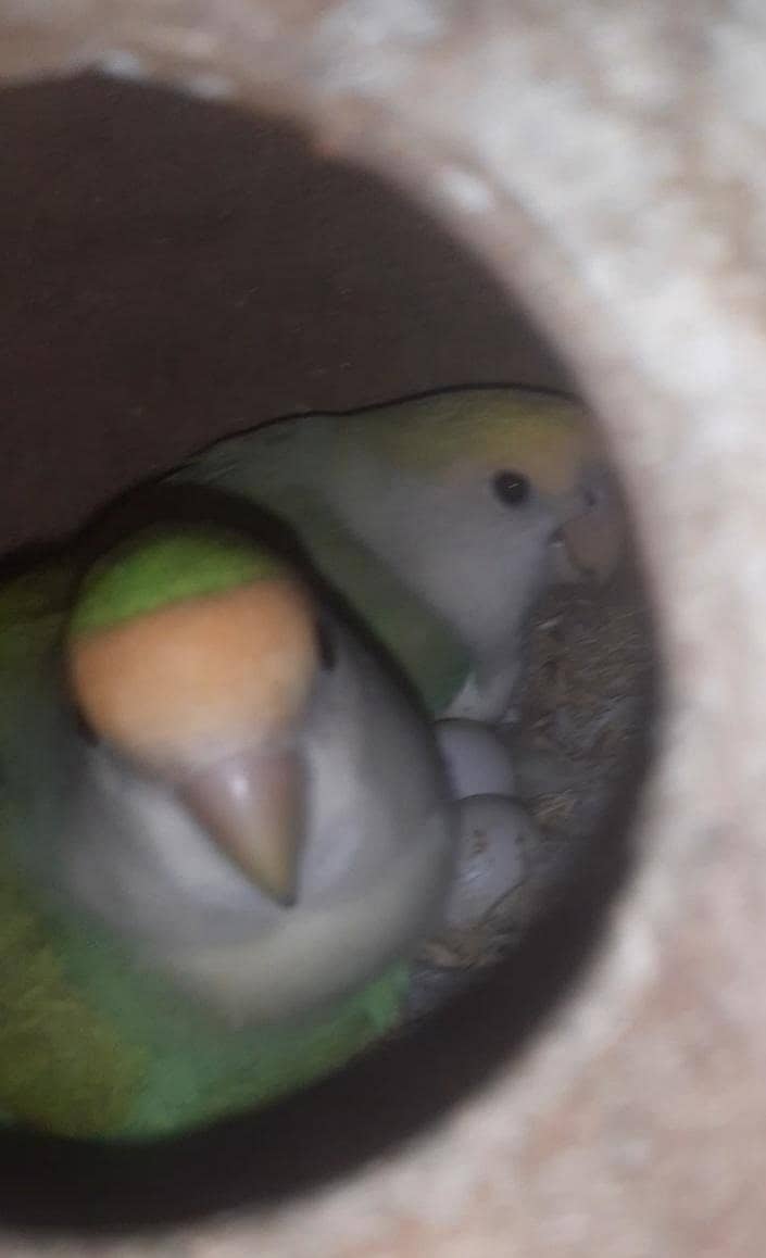 Lovebird 0