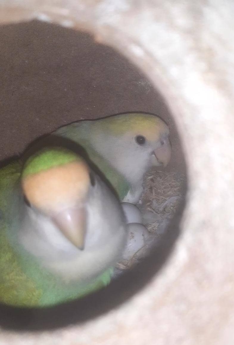 Lovebird 1