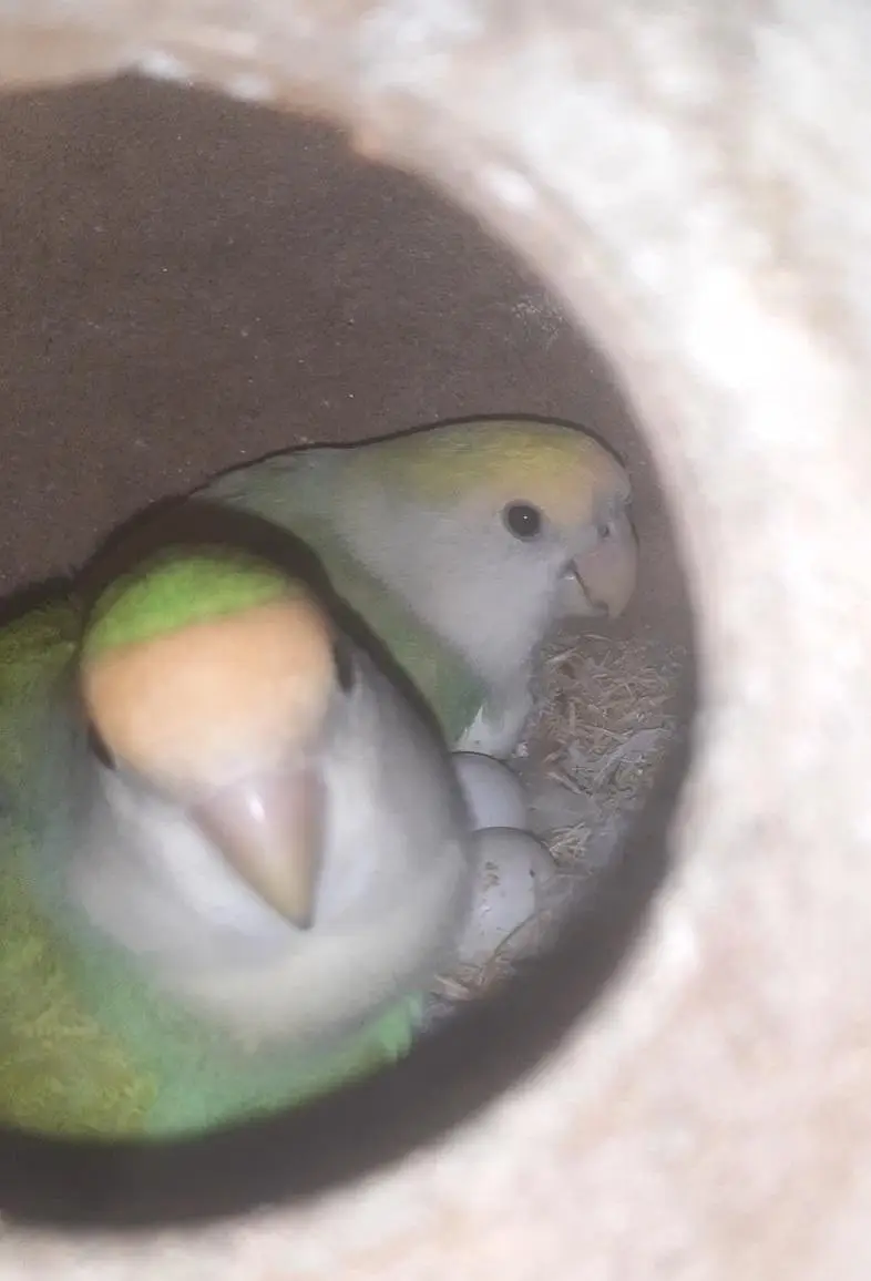 Lovebird — photo 2