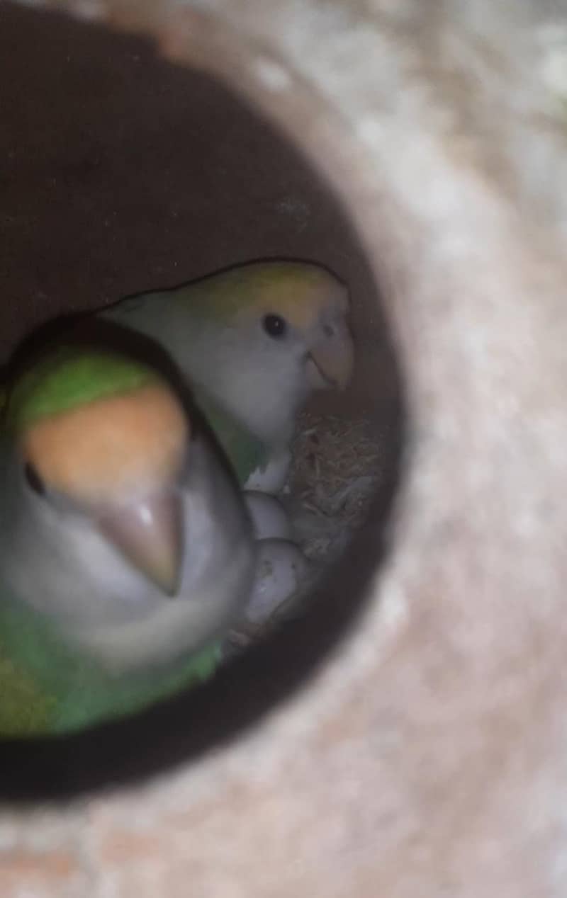 Lovebird 2