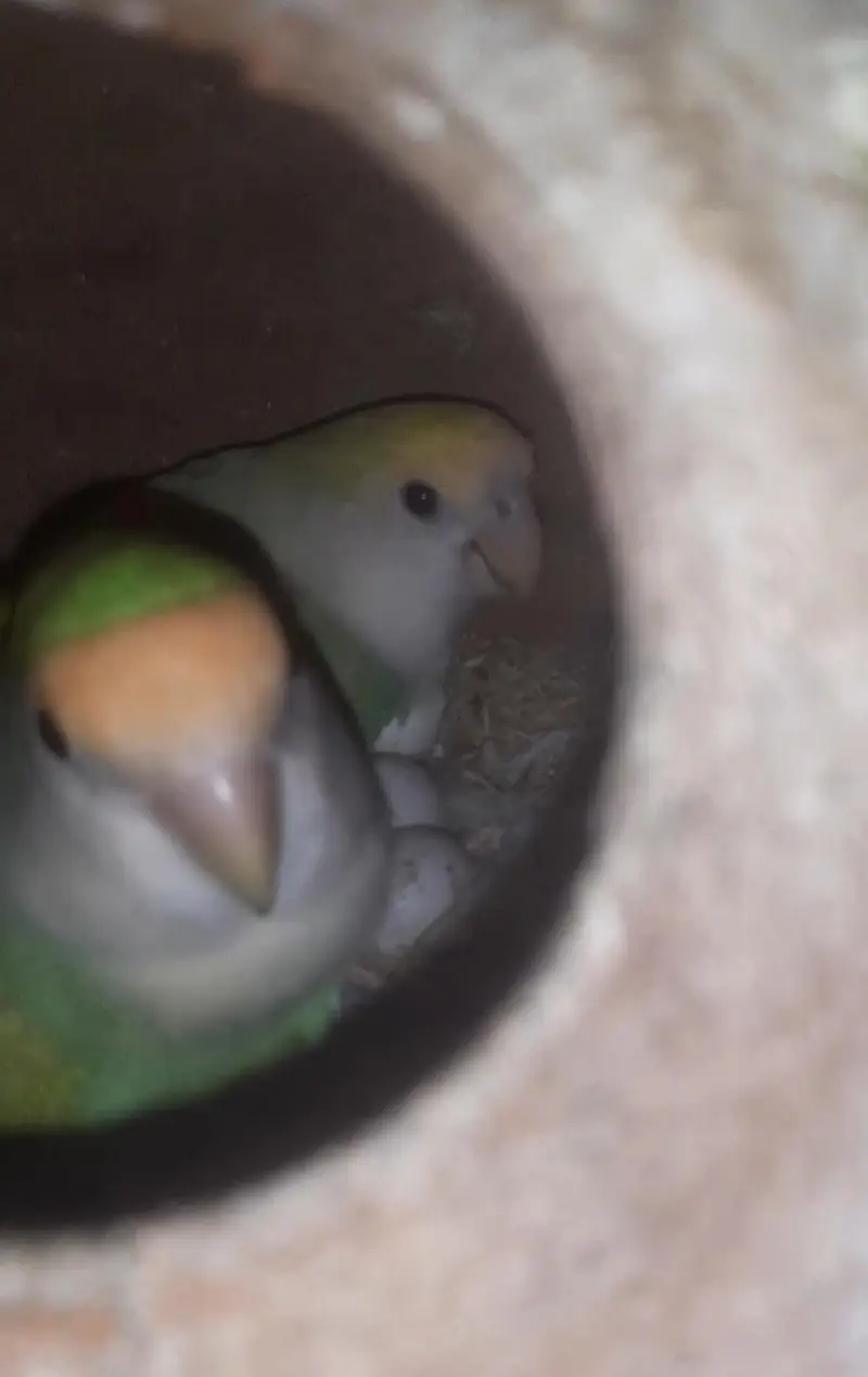 Lovebird — photo 3