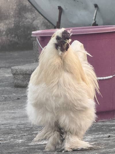 white silkie 3 female 1 male