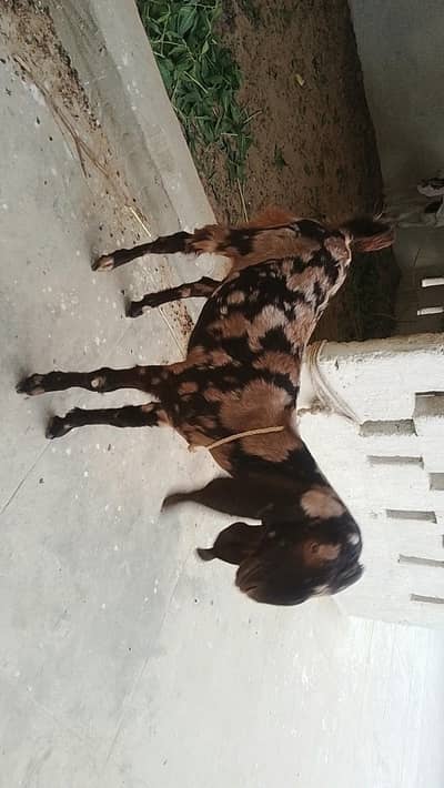 Bakra or Bakri