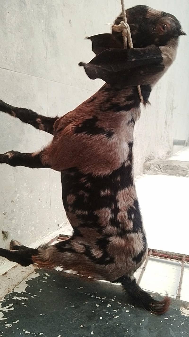 Bakra or Bakri 1