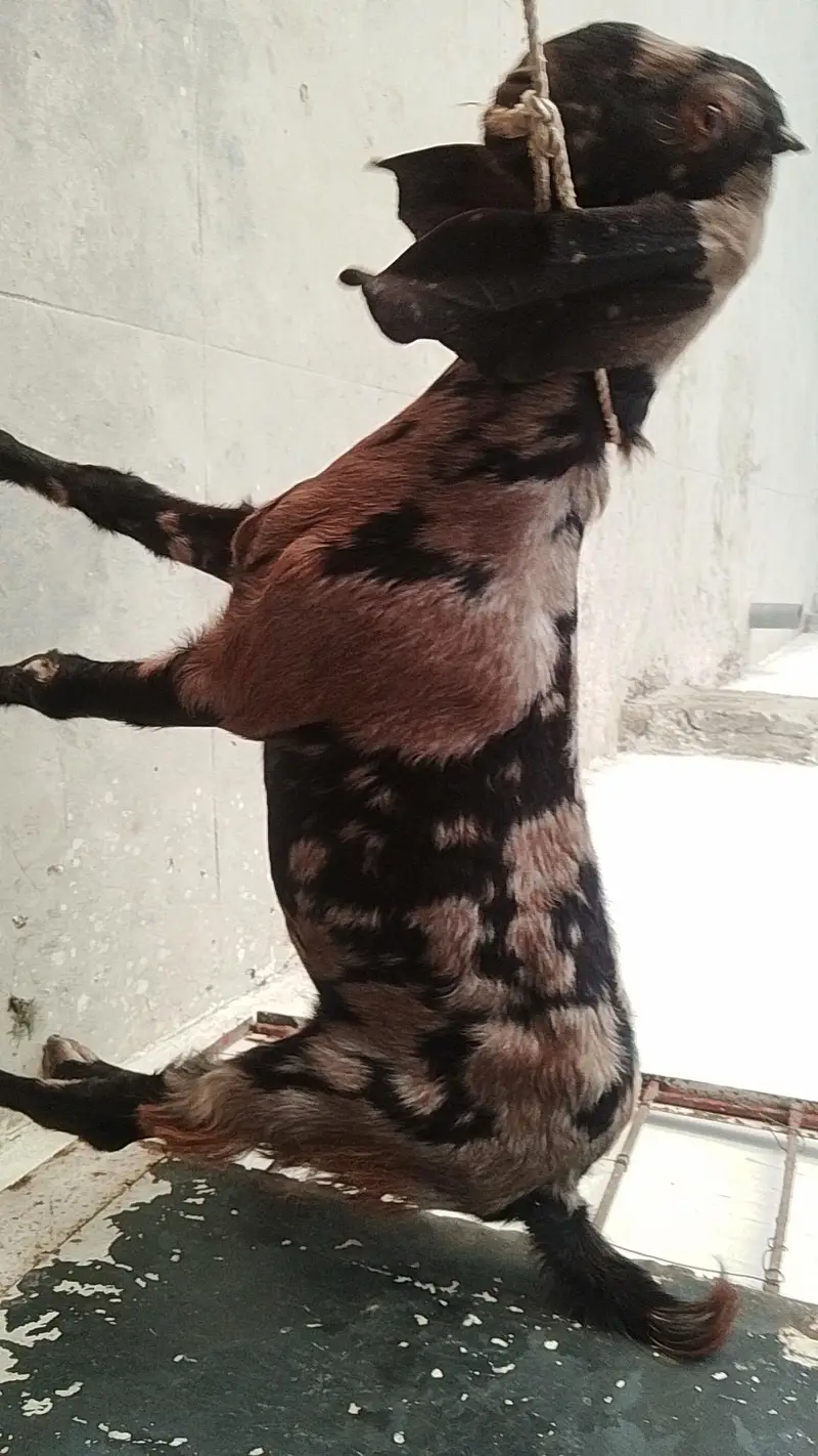 Bakra or Bakri — photo 2