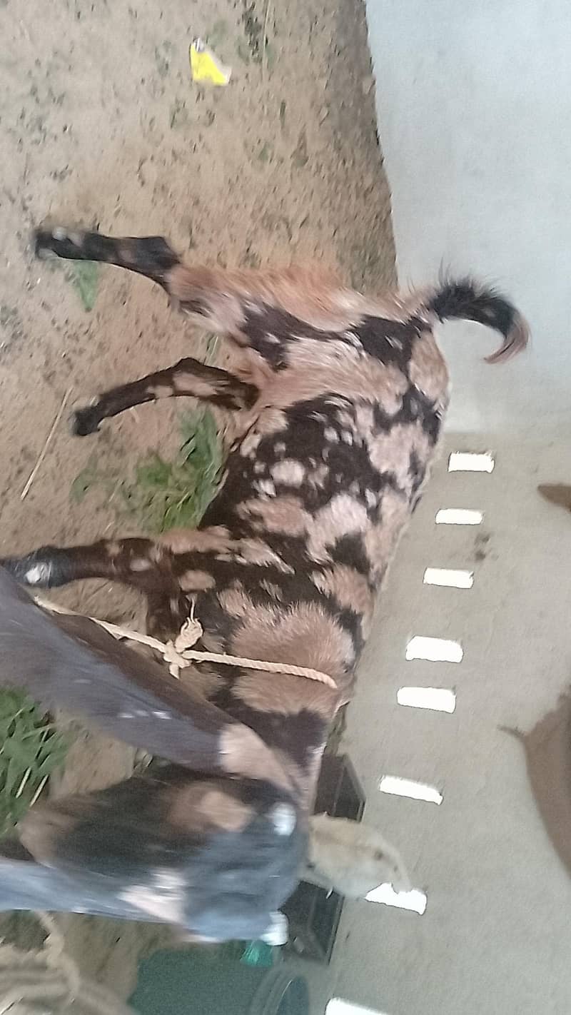 Bakra or Bakri 2