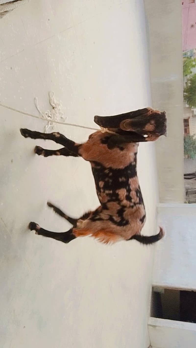 Bakra or Bakri 3
