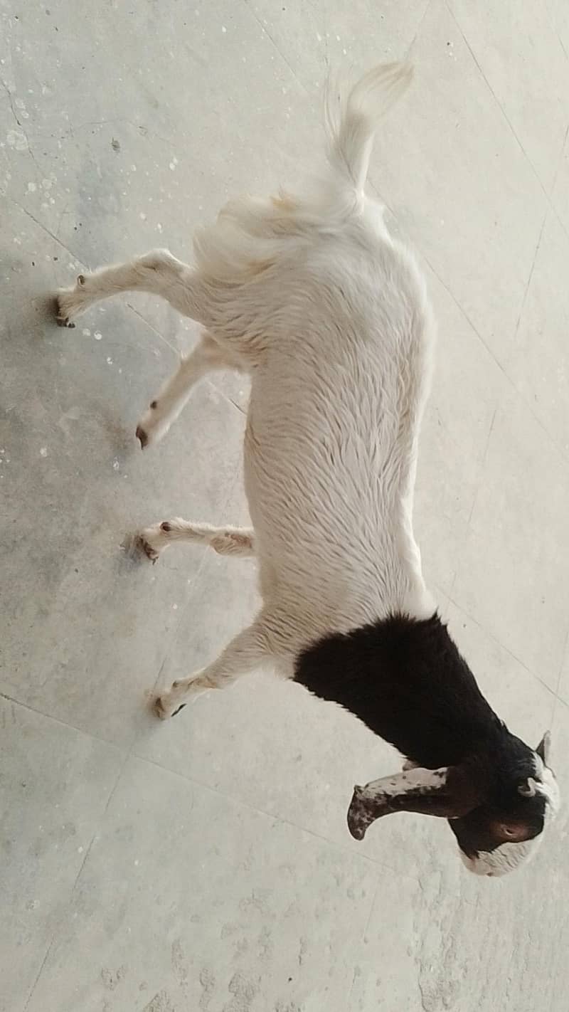 Bakra or Bakri 4