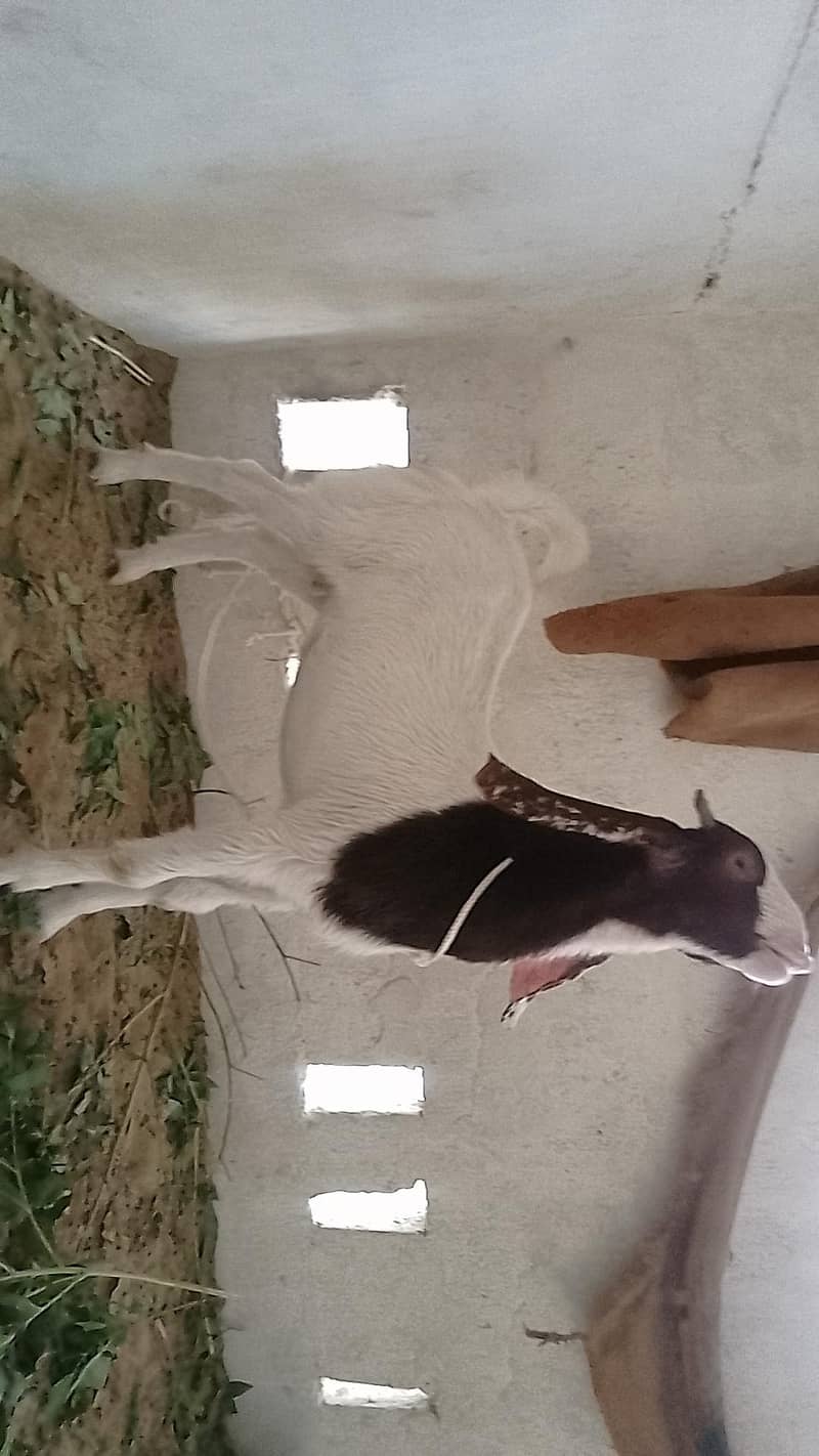 Bakra or Bakri 5