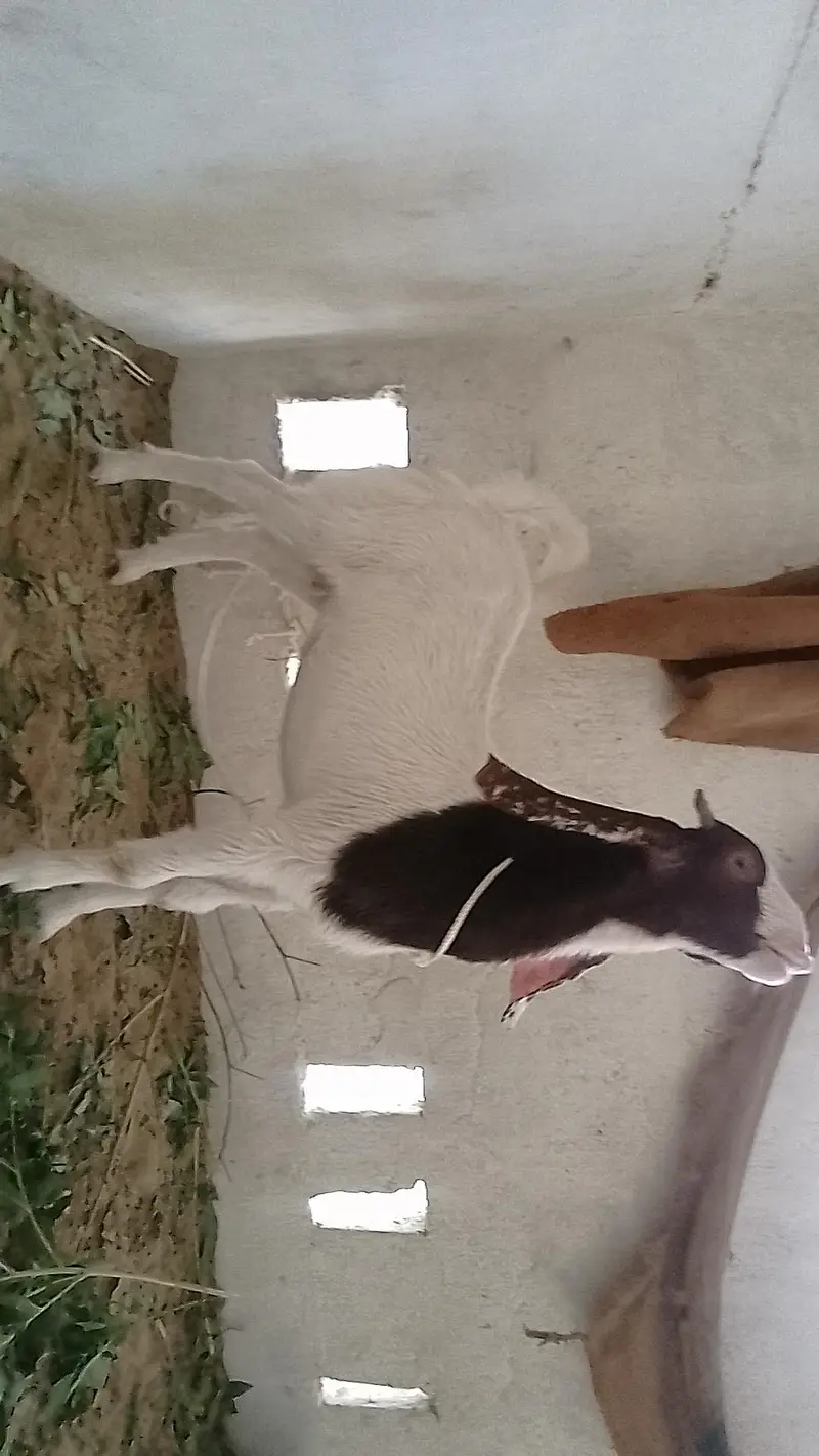 Bakra or Bakri — photo 6