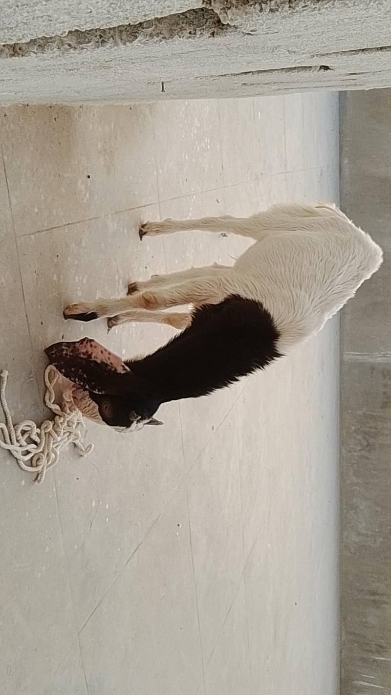 Bakra or Bakri 6