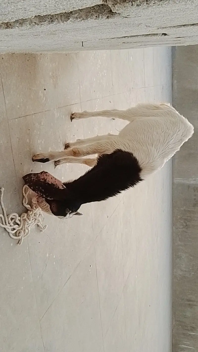 Bakra or Bakri — photo 7