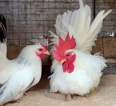 Japanese Bantam Fancy Pair – Male & Female
