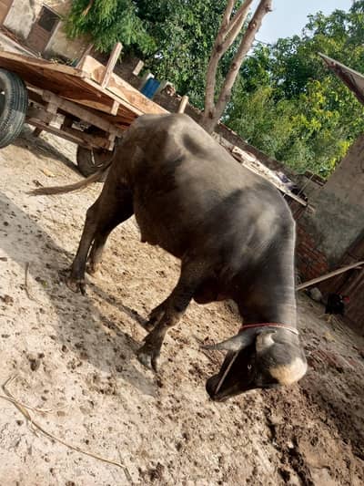 buffalo