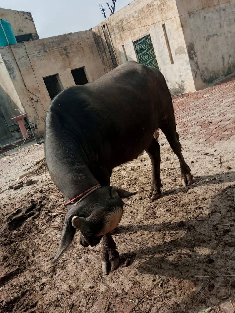 buffalo 1