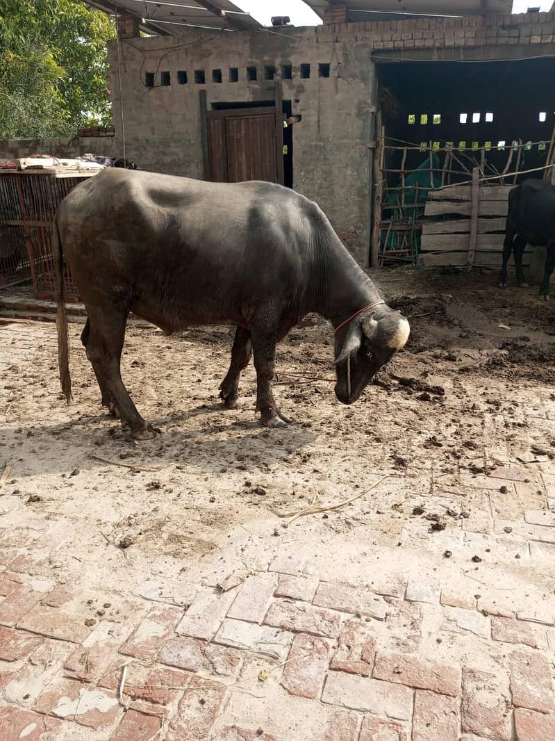 buffalo 2