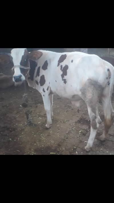 cute bachra for sale