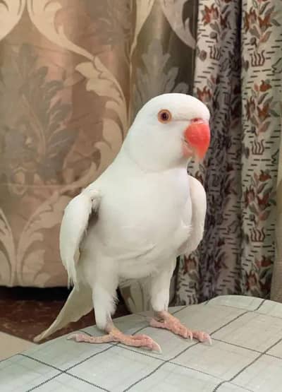 urgent sell white ring neck male