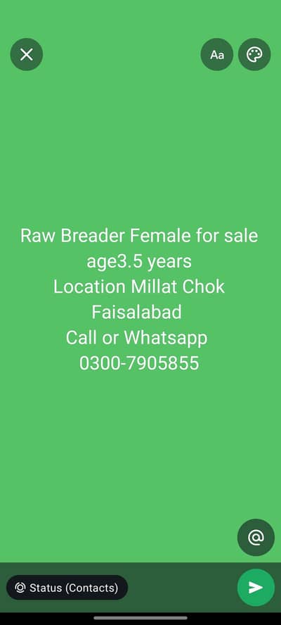 Breader Female Partot for sale