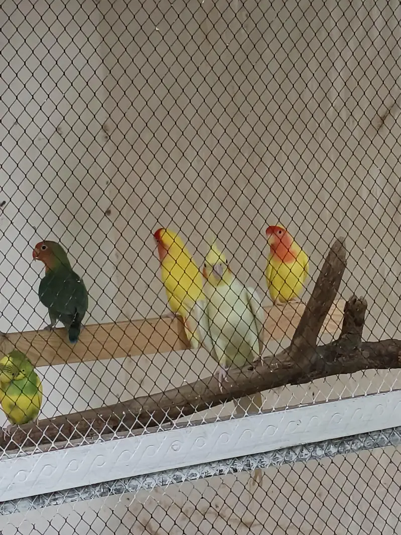 12month age 1pair Albino Nd 1pair Yellow red face — photo 3