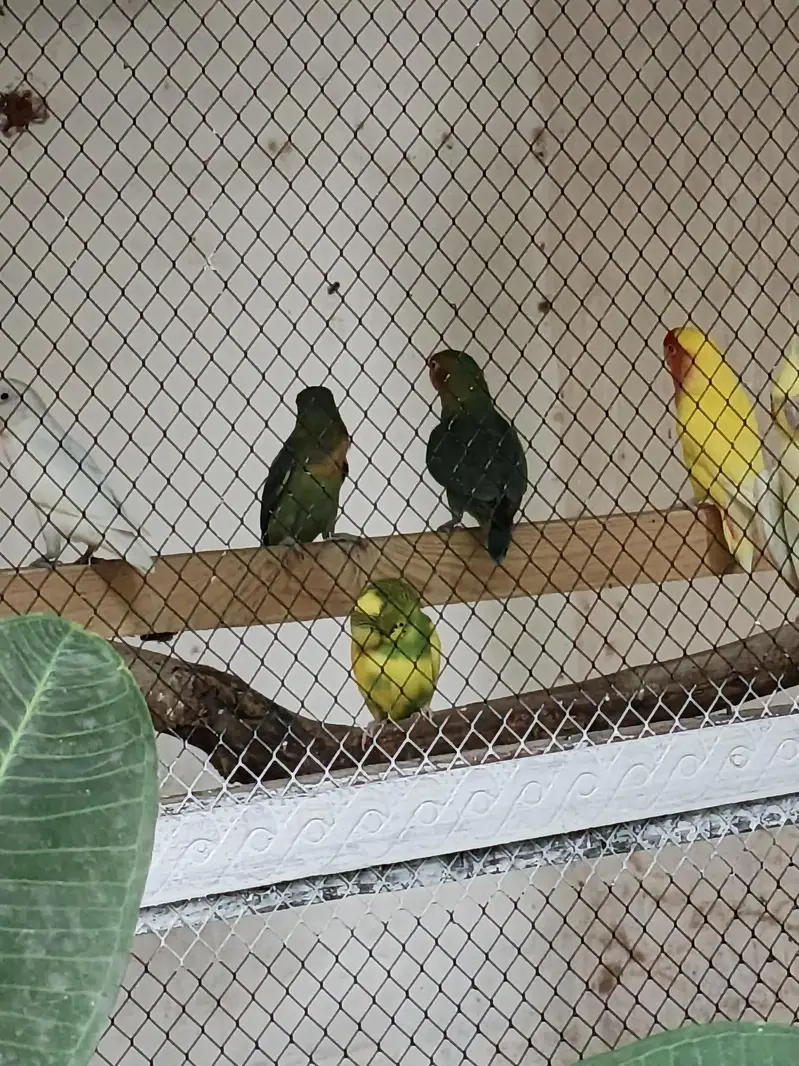 12month age 1pair Albino Nd 1pair Yellow red face — photo 4