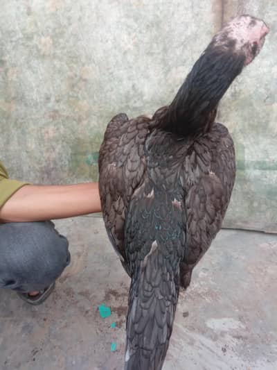 Thai bharmi breeder females