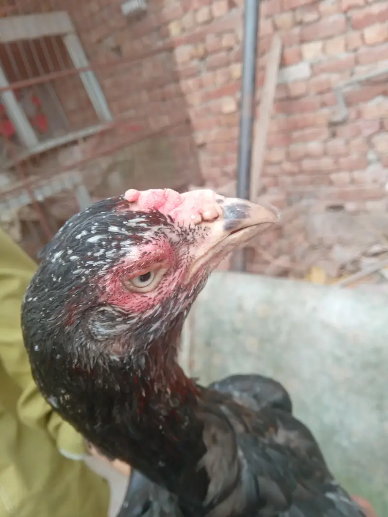 Thai bharmi breeder females — photo 2