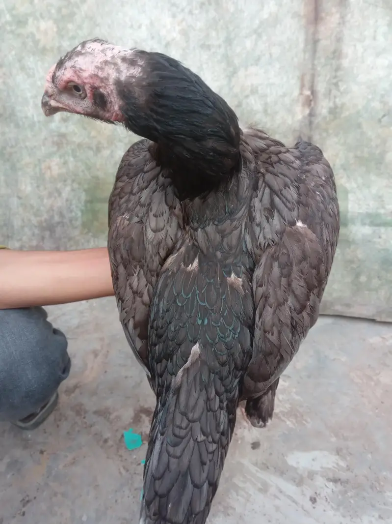 Thai bharmi breeder females — photo 3