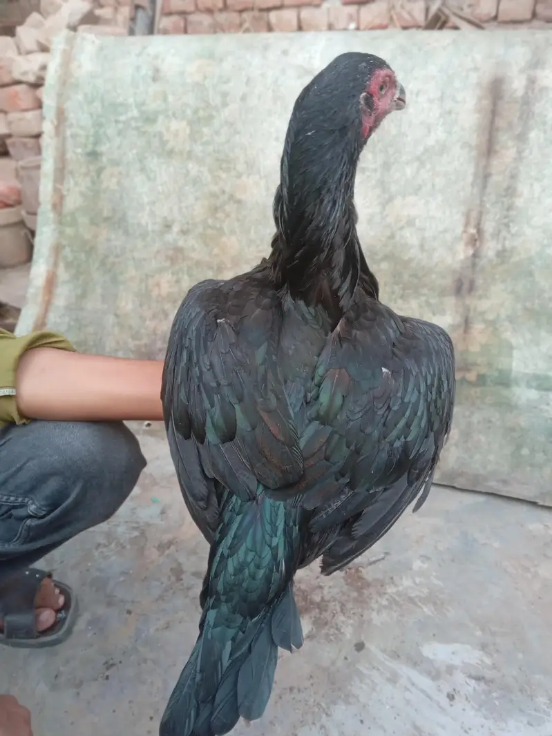 Thai bharmi breeder females — photo 4
