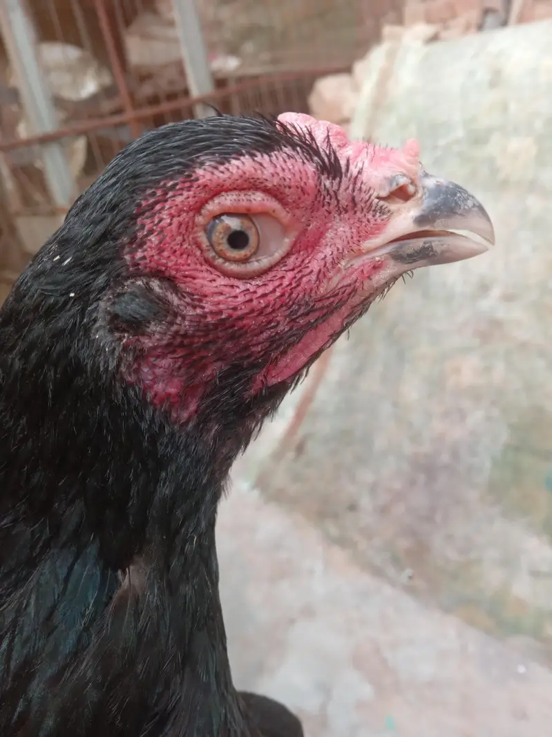 Thai bharmi breeder females — photo 5