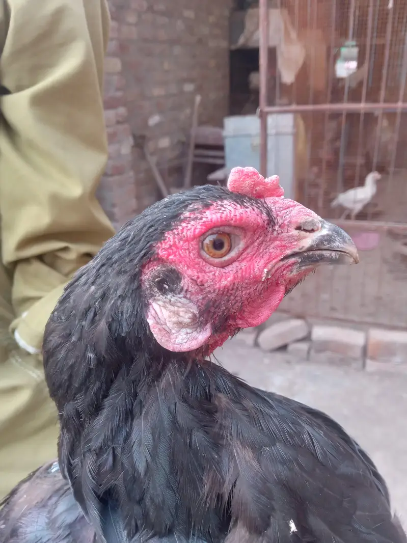 Thai bharmi breeder females — photo 6