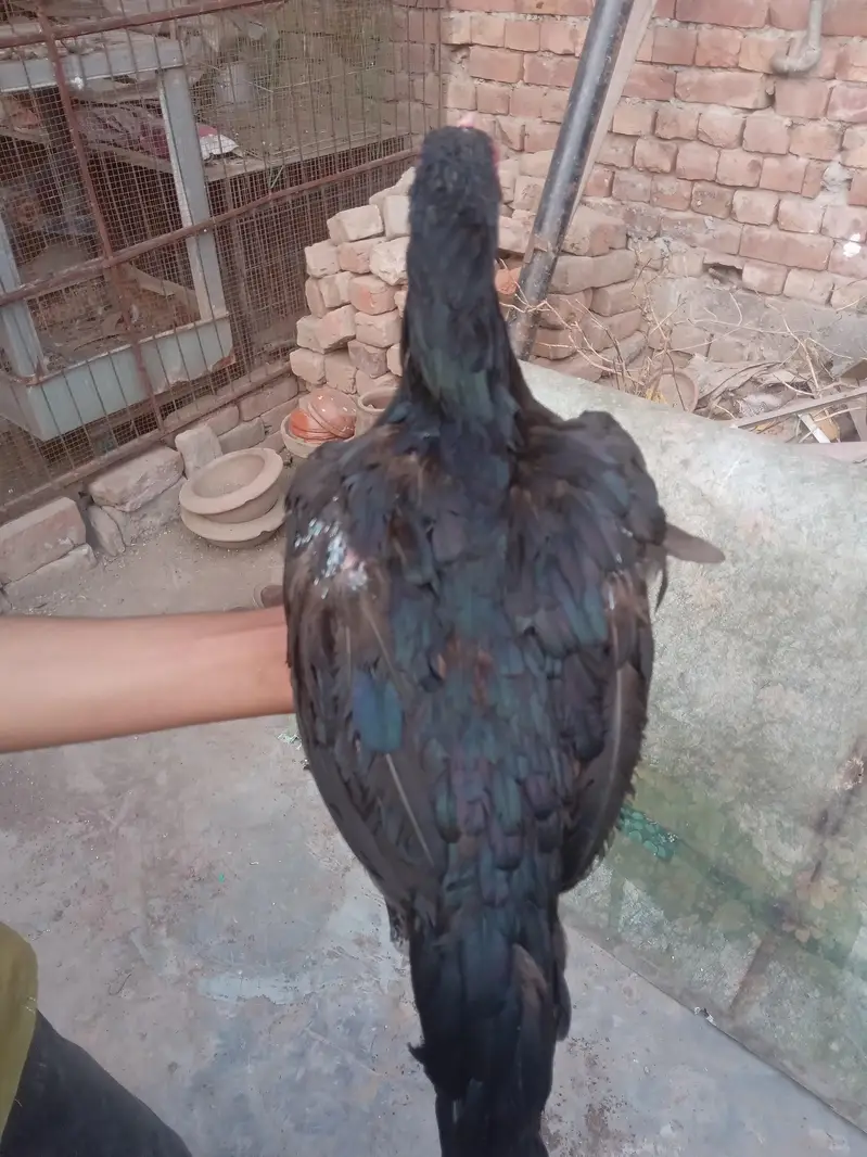 Thai bharmi breeder females — photo 7