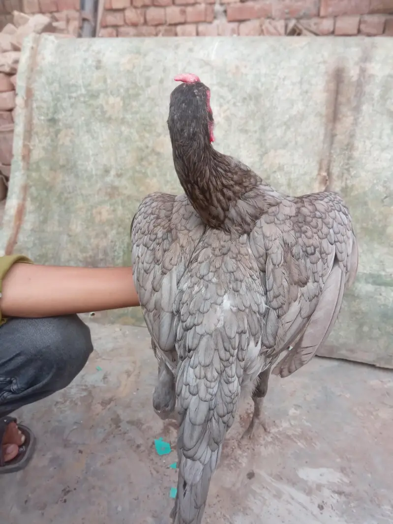 Thai bharmi breeder females — photo 8