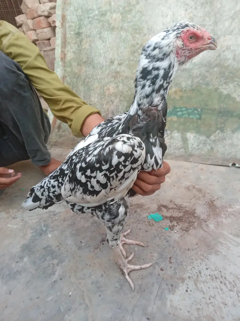 Thai bharmi breeder females — photo 10