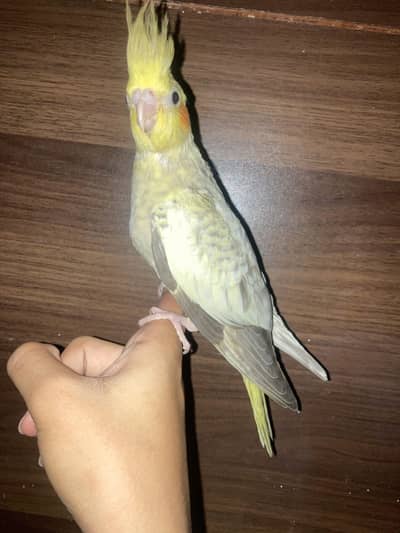 tame pearl cocktail