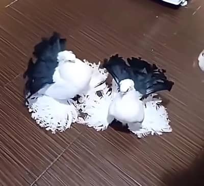 Indian Faintail Fancy Pigeon For Sale