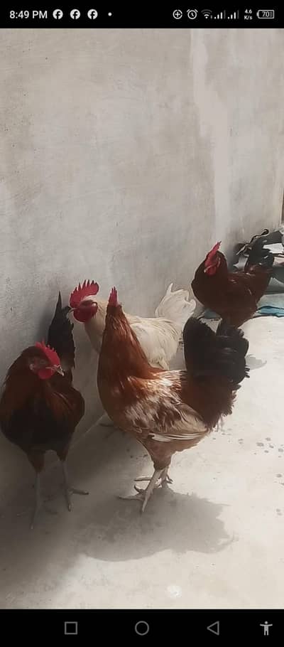 4 Murgha For sale Rs 8000/=
