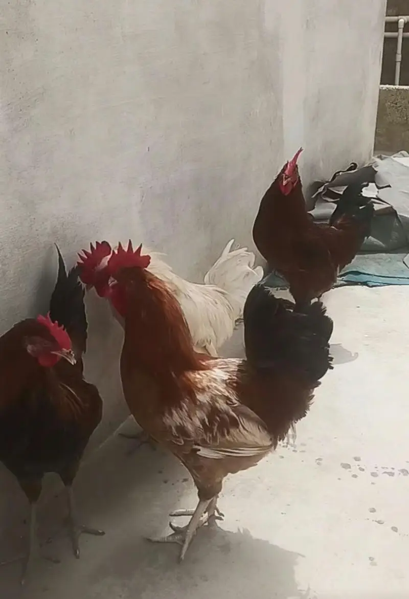 4 Murgha For sale Rs 8000/= — photo 2