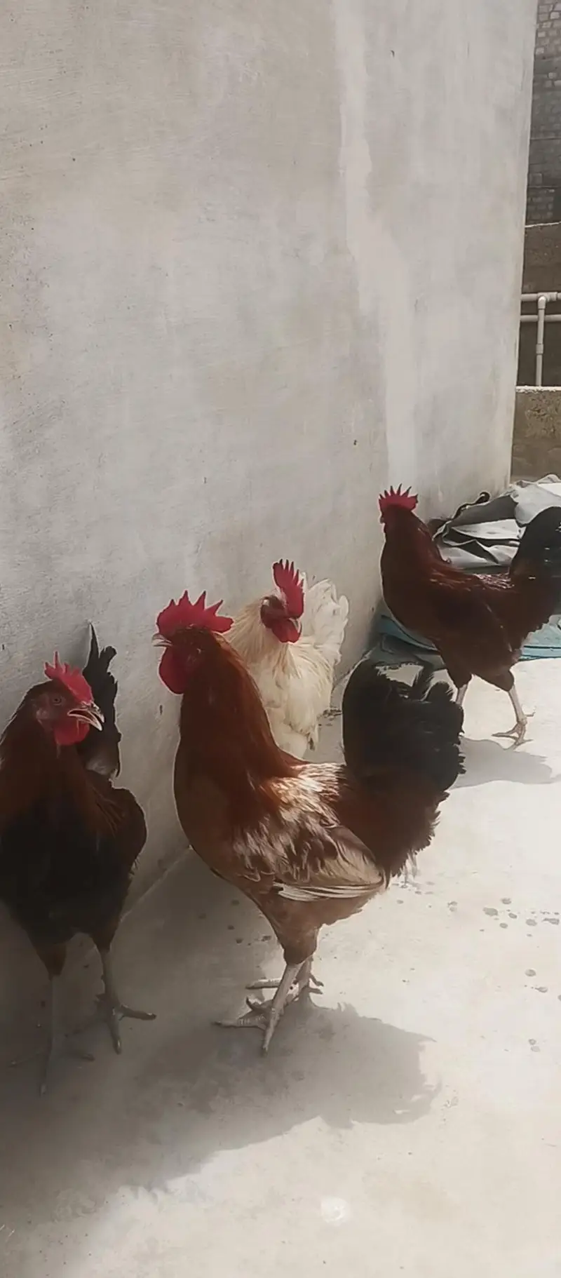4 Murgha For sale Rs 8000/= — photo 3