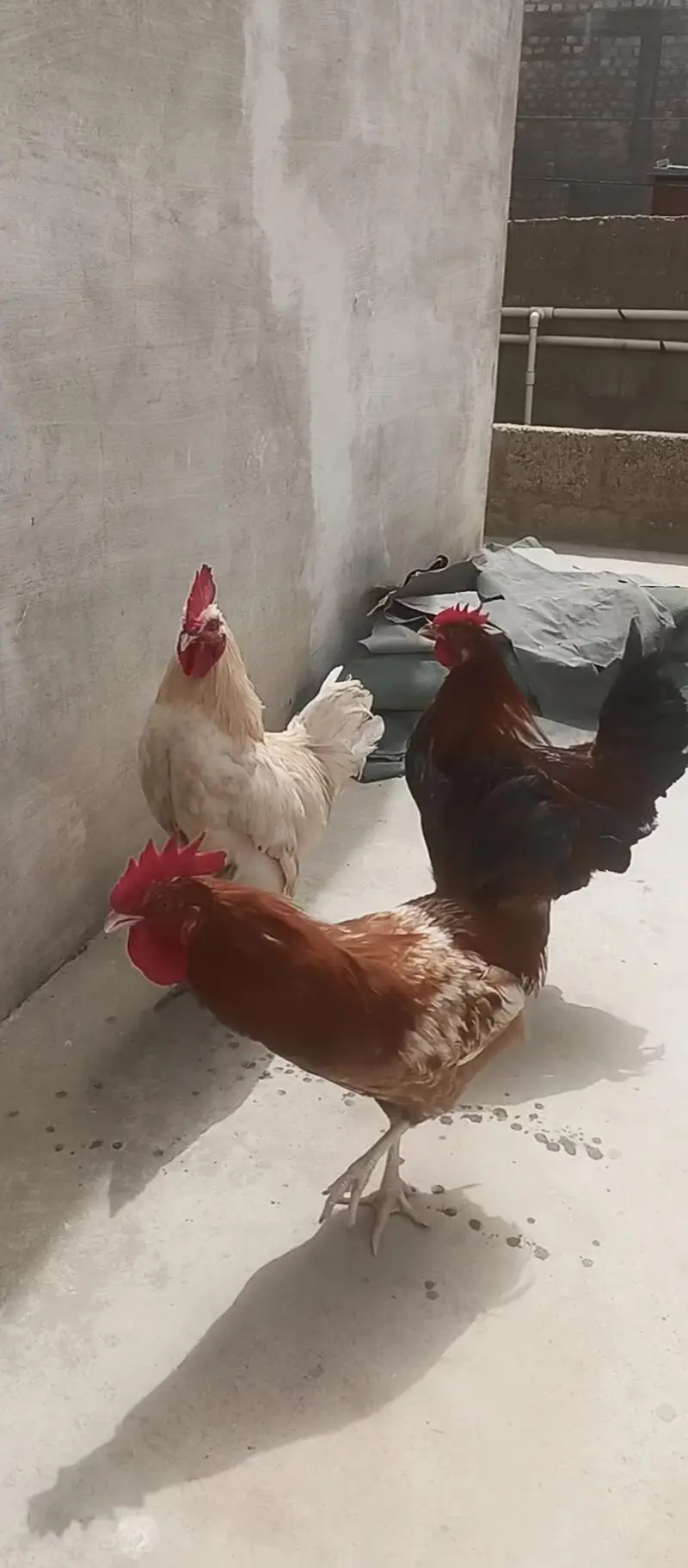 4 Murgha For sale Rs 8000/= — photo 4