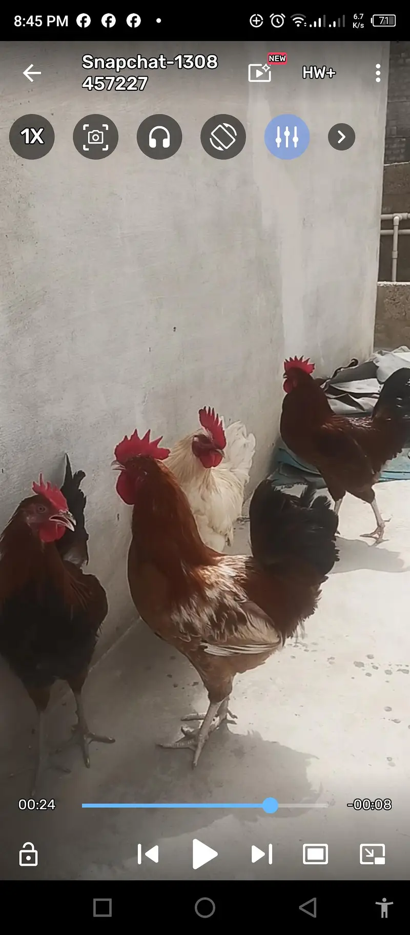 4 Murgha For sale Rs 8000/= — photo 5